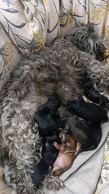 Pubel balaları satilır teze dogülüblar behlənə bilərler unvan merdekan