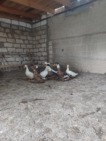 ucuz heyvanlar: Mətn: Ördək sürüsü – müxtəlif rənglərdə yetkin quşlar Təsvir: - — 3