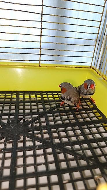 ağ göyərçin: Zebra ispinozu 4 ədəd - Növ: Zebra finch (Taeniopygia guttata) - — 2