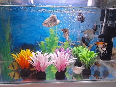 tap az qusar heyvanlar: 2 Akvarium Baliqlar hamsi birlikde 100 Manata satilir 051 920 19 91 — 1