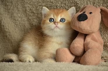 Птицы: Золотая шиншилла, Самец, Самка, Самовывоз — 5