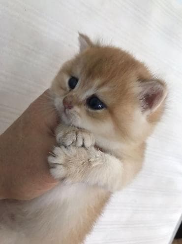 Digər heyvanlar: Britan — 8