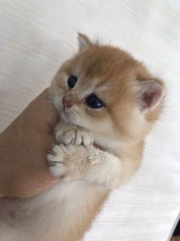 şotlan pişik: Şotland yastı qulaq, Erkək, Dişi, Yaxşı əllərə, Ünvandan götürmə, Pulsuz çatdırılma, Ödənişli çatdırılma — 76