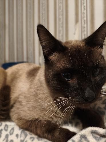 Pişiklər: Siam, Erkək — 2