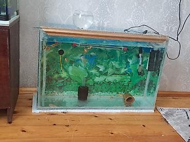Dördbucaq akvarium, Boş, 100 l, Ödənişli çatdırılma lalafo.az -da Dördbucaq akvarium, Boş, 100 l, Ödənişli çatdırılma