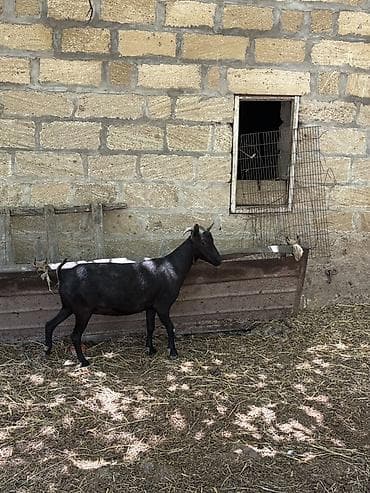 heyvan mal: Dişi, il: 1, Damazlıq, Ünvandan götürmə — 1