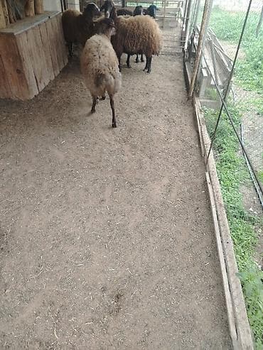 qoyun qala: Erkək, il: 1, Ətlik — 4