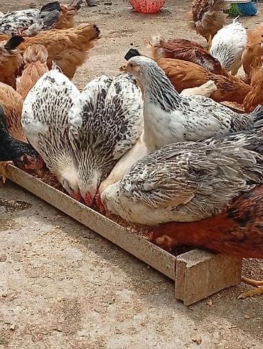 ev heyvanı satışı: Sağlam və baxımlı cücələr satılır . 2 aylıqdır. Kənd şəraitində — 1