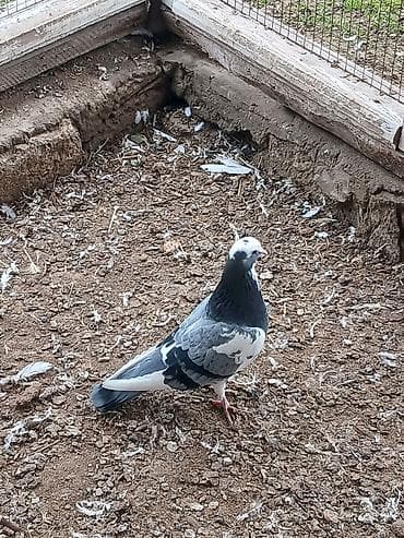 Кошки: Qiymət hamısına aitdir tək təkdə satılır qiymətdə razılaşmaq olar — 2