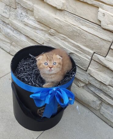 itlerin satisi bakida: Şotland — 1