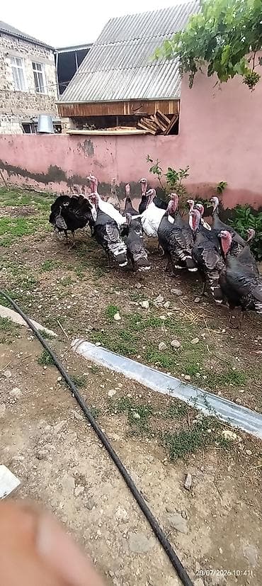 cin bildircin: Erkək, Damazlıq, Ödənişli çatdırılma — 6