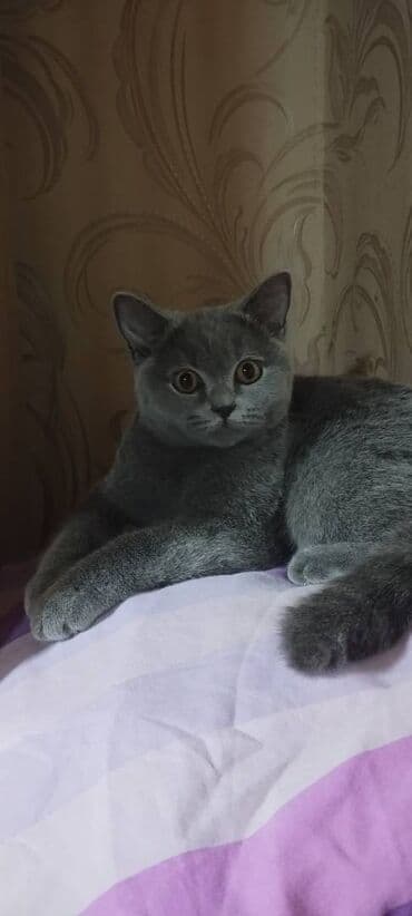 pişik cinsləri: Şotland, Erkək — 3