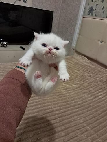 Akvariumlar: Fars — 6