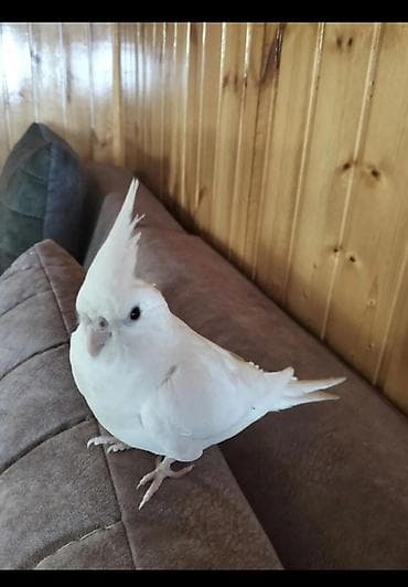 hind quşu baximi: 14 aylıq qırmızı gözlü Albino .tam əl quşudur böyük qəfəslə bir yerdə — 4