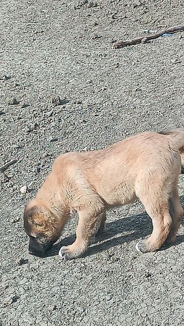 ördək neçə günə bala çıxarır: Kanqal — 10