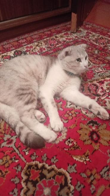 Şotland lalafo.az -da Şotland