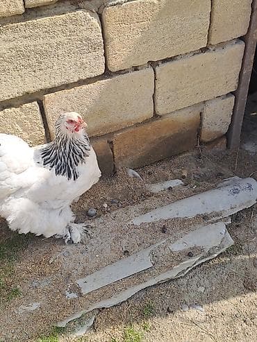 heyet qazi: Satılır: Brama (Brahma) cins toyuq Xüsusiyyətlər: - Rəng: ağ gövdə — 2