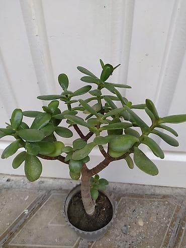 Ev və bağ: Otaq bitkiləri dəsti - Monstera deliciosa (dərin yarıqlı iri yaşıl — 6