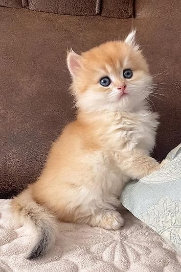 Məhsul: Uzun tüklü balaca pişik balaları Təsvir: - Növ: Ev pişiyi