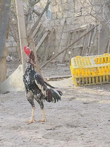 xoru: Toyuq, Ətlik — 1