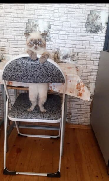 metbex stol stulu: Mətbəx üçün, Qatlanan, rəng - Ağ Stul — 2