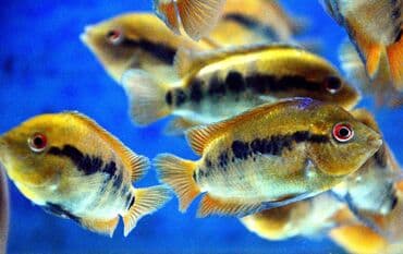 продажа аквариумных рыбок: Цихлид — 4