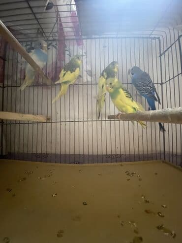 клетки для хомяков в баку: Biri 15 AZN — 1