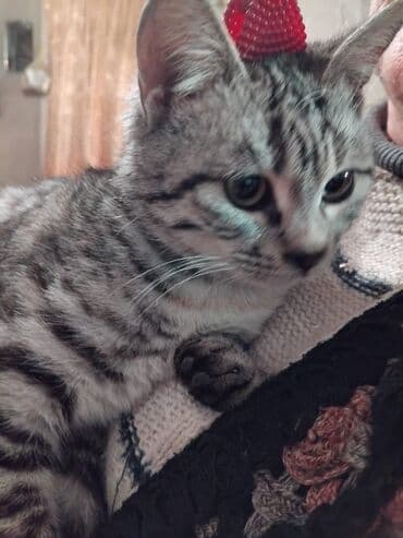 pers pişiy: Tabbi, Dişi, Yaxşı əllərə, Ünvandan götürmə — 1