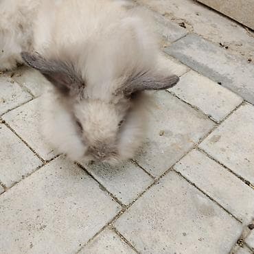 arpa bugda satisi: Angora tipli dekorativ dovşan balaları - Rənglər: krem-ağ, bej və — 3