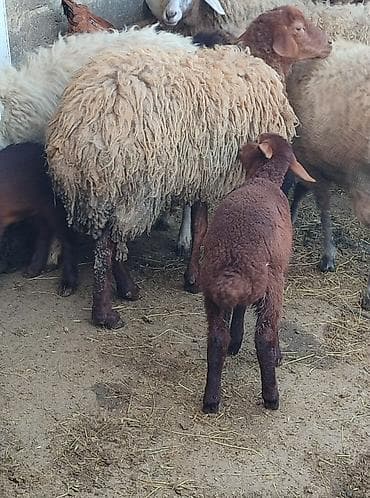 Gəmiricilər: Sağlam ana bala birinci qarın balası Dişidi. Heyvan Kürdəxanıdadir — 1