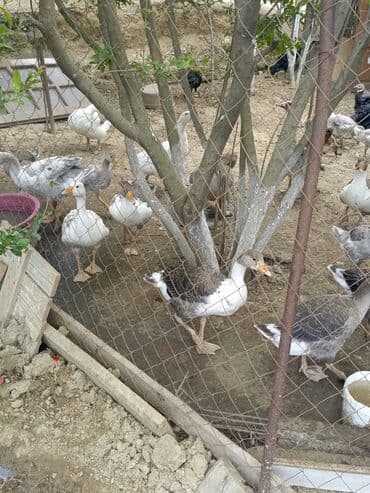 Toyuqlar: Dişi, Damazlıq, Ünvandan götürmə — 1