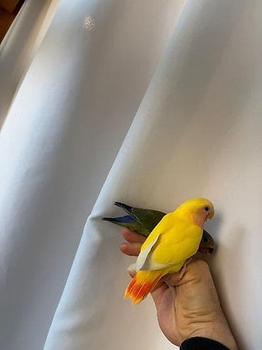 Balıqlar: PAPUQAY NERAZLUCNIK ( SEVDA PAPUQAYI ). Əl quşlarıdı. Əldə böyüdülüb — 4