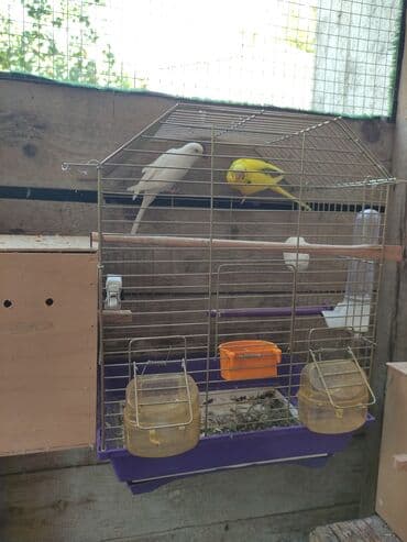 Gəmiricilər: Papuqaylar biri 14 Azn erkey disi var — 5