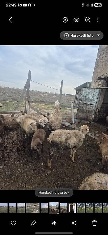 qala qoyun cinsi: Məhsul: Qoyun sürüsü - Yerli cinslərin qarışığı, təbii otlaqda — 1