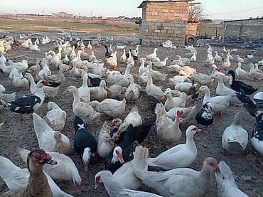 balakən heyvan satisi: Satılır.pekin ordekleri Məhsul təsvir.150eded dişi,50eded erkey — 1