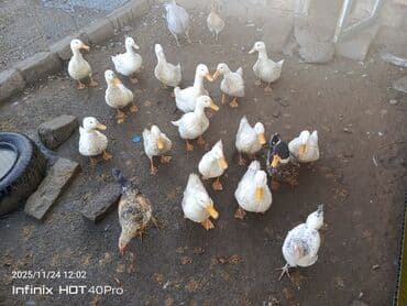 Erkək, Ətlik, Ödənişli çatdırılma