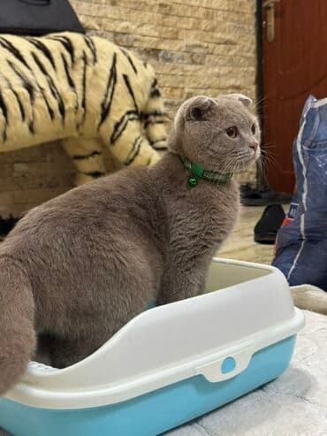 Gəmiricilər: Məhsul: Qapalı tipli pişik tualeti (kum qabı) Xüsusiyyətlər: - İkiqat — 3