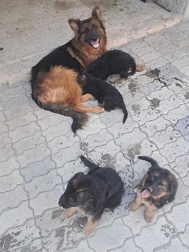 at satilir: Alman çoban iti, 2 ay, Erkek, Peyvəndli, Ünvandan götürmə — 3