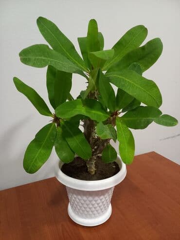 Eforbiya (Euphorbia) saksı bitkisi - Sukkulent tipli dekorativ bitki