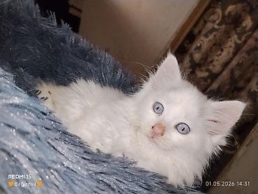 pisik qara: Van, Dişi, Yaxşı əllərə, Ödənişli çatdırılma — 7