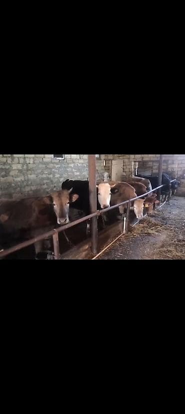 Heyvanlar: Salam aleykum qardaşlar gününüz xeyirli olsun allah haminizin — 6