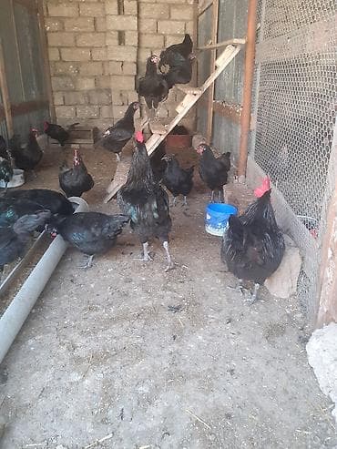 doberman satılık: Alman cinsi.Uzun quyruq Australorp təmiz cins.Xoruzlar satılır.Öz — 8