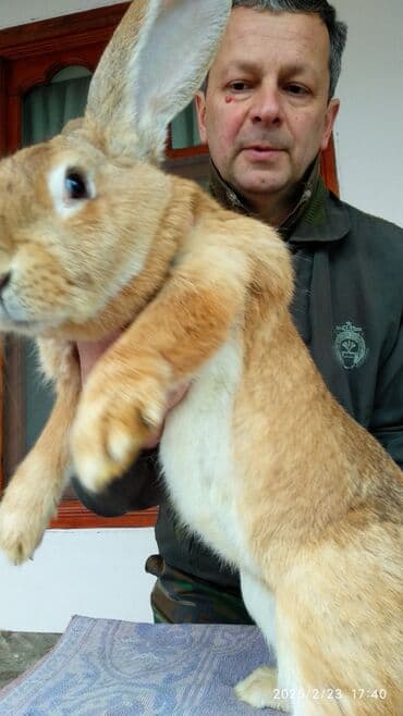 Digər kənd təsərrüfatı heyvanları: Dovşanlar Flandr cinsli. Flandr cinsli dovşan balaları satılır. Ən — 4
