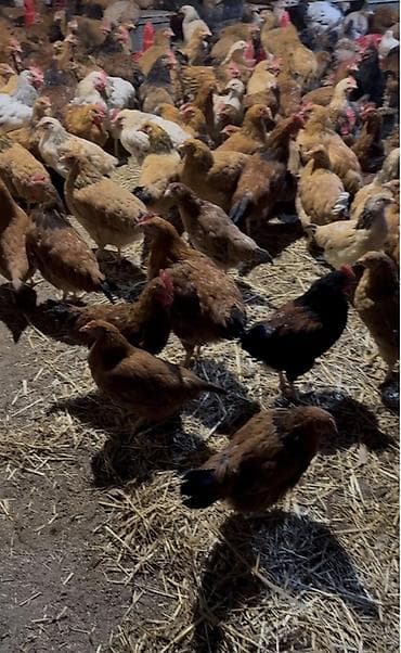 ucuz pudel: Tam sağlam, yerli kənd (beçələr)toyuqlar, 4 aylıqdı xoruzları artıq — 2