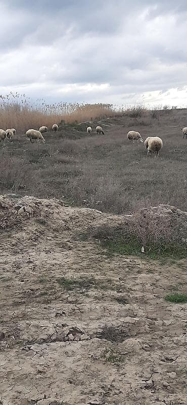 Quşlar: Qoyun sürüsü satılır - Növlər: yerli xallı/qarayaruq tipli ana — 2