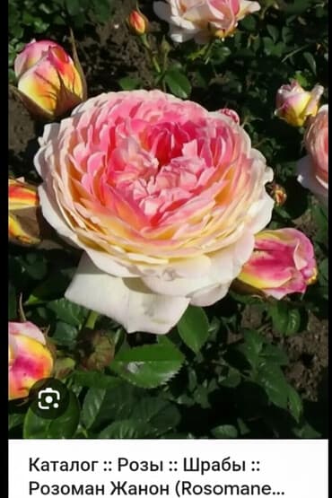 qizil gul dosabi: Английская роза Роземан Жанон — 2