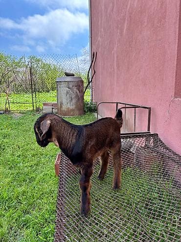 cins buzovların satışı: Alpin - Heleb melezi erkək törədici təkə namizədi satıram. 1 ayı tamam — 2