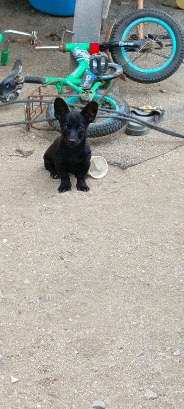 3 ay, Dişi, Peyvəndli, Ünvandan götürmə lalafo.az -da 3 ay, Dişi, Peyvəndli, Ünvandan götürmə