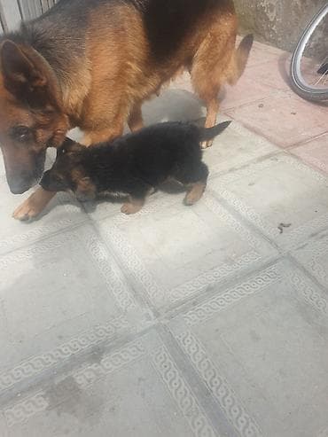 it üçün kəmər: Alman çoban iti, 1 ay, Dişi — 1