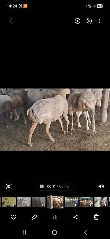qoyun surusu satilir: 2 avqus 600 bas satlir barter var - Cins: quyruqlu (yağlı quyruq) — 6